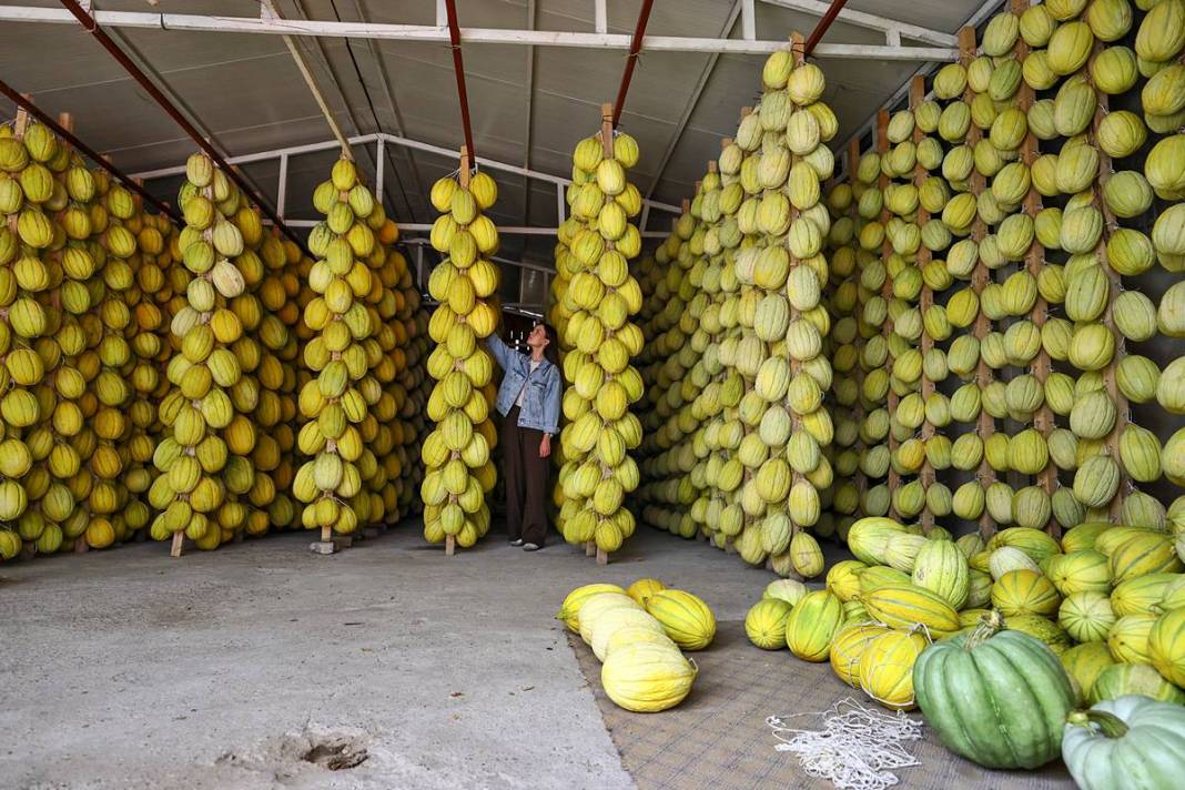 AB onaylı lezzet! Kırkağaç kavunu, kış aylarında da tezgahlarda 14